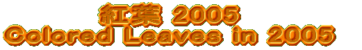 �g�t 2005 Colored Leaves in 2005