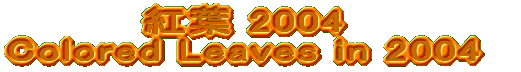 �g�t2004 Colored Leaves in 2004 