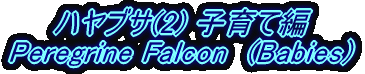 nuT Peregrine Falcon